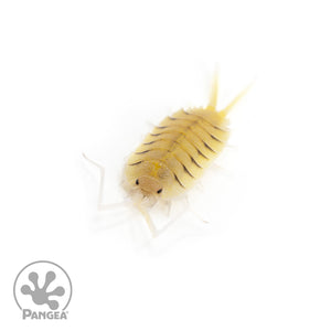 Porcellio bolivari Isopods