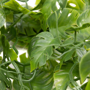 Pangea Plant Green leaves close up.