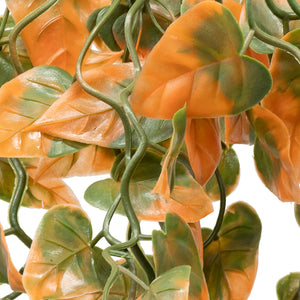 Pangea Plant Orange close up