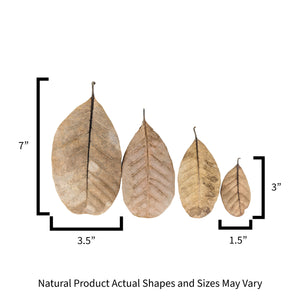 Sizes for Pangea Peruvian Casho leaf litter used in reptile and crested gecko enclosures.