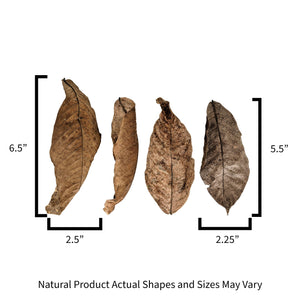 Sizes for Pangea Peruvian Guaba leaf litter used in reptile and crested gecko enclosures.