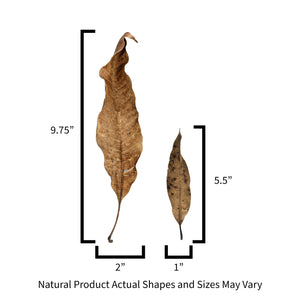 Sizes for Peruvian mange leaf litter used in reptile and crested gecko enclosures.