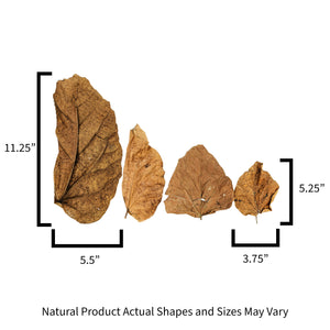 Sizes for Pangea Peruvian Topa leaf litter used in reptile and crested gecko enclosures.