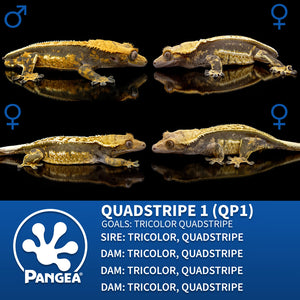 Male Tricolor Quadstripe Crested Gecko Cr-2748 breeder graphic