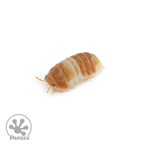 Cubaris sp.  ‘Red Panda’ Isopods