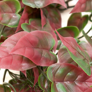 Pangea Plants Red - close up.