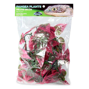 Pangea Plants Red - package.