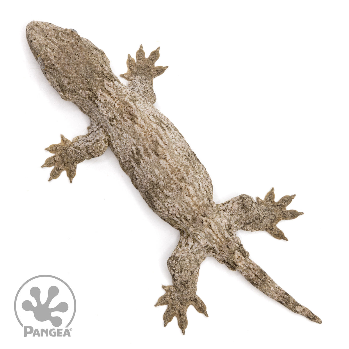 Juvenile Grand Terre Cross Rhacodactylus leachianus | Pangea Reptile ...