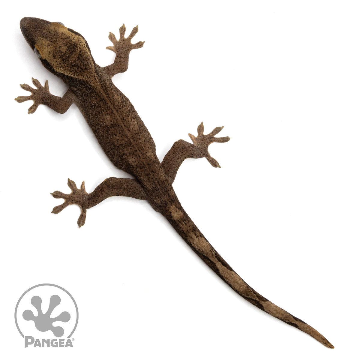 Male Patternless Correlophus sarasinorum | Pangea Reptile | SA-034 ...