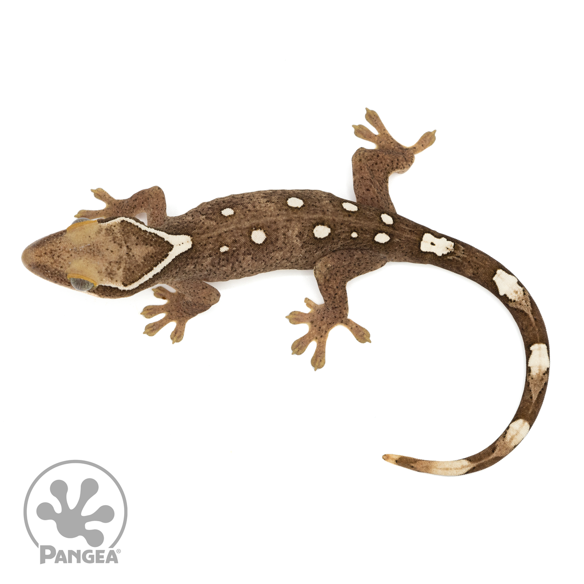 Juvenile 9 Spot Correlophus sarasinorum SA-015 | Geckos | Pangea ...