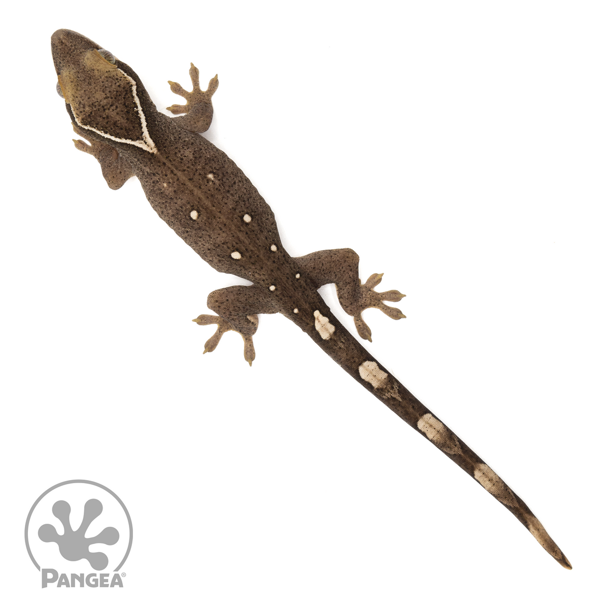 Juvenile 8-Spot Correlophus sarasinorum | Pangea Reptile | SA-020 ...