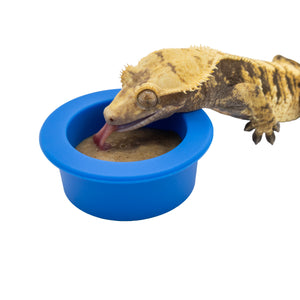 Pangea Silicone Gecko Feeding Cup - crested gecko with tongue out eating food from blue dish.