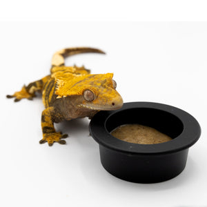 Pangea  Silicone Gecko Feeding Cup - crested gecko looking at food in black dish.