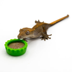 Pangea Silicone Bottle Cap Gecko Feeding Dish - green dish with brown crested gecko.