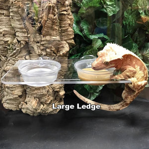 Pangea Suction Cup Gecko Ledge Large with crested gecko hanging, food dish, and water dish.