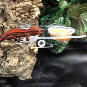 Pangea Suction Cup Gecko Ledge Small - with gargoyle gecko and food dishes.