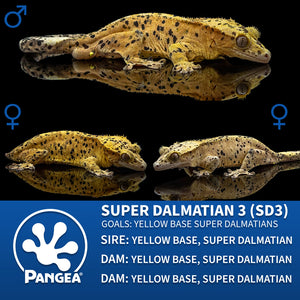 Male Super Dalmatian Crested Gecko Cr-2769