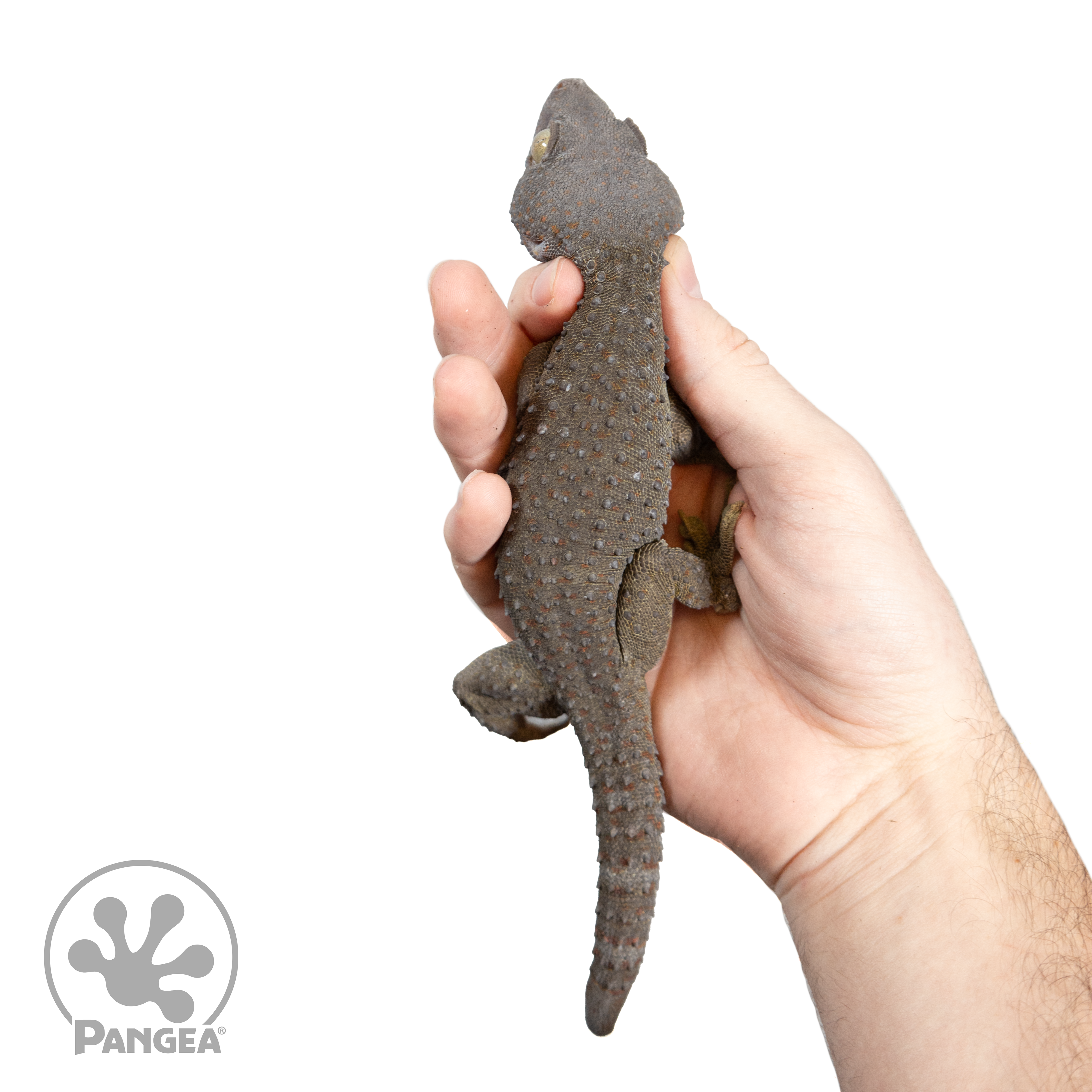 Tokay gecko ( Gekko gecko ) active and passive toe pad drying patterns.
