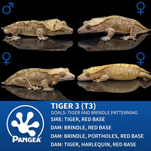 Female Reverse Pinstripe Crested Gecko Cr-2751 breeder graphic