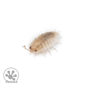 Porcellio laevis 'Marbled' Isopods