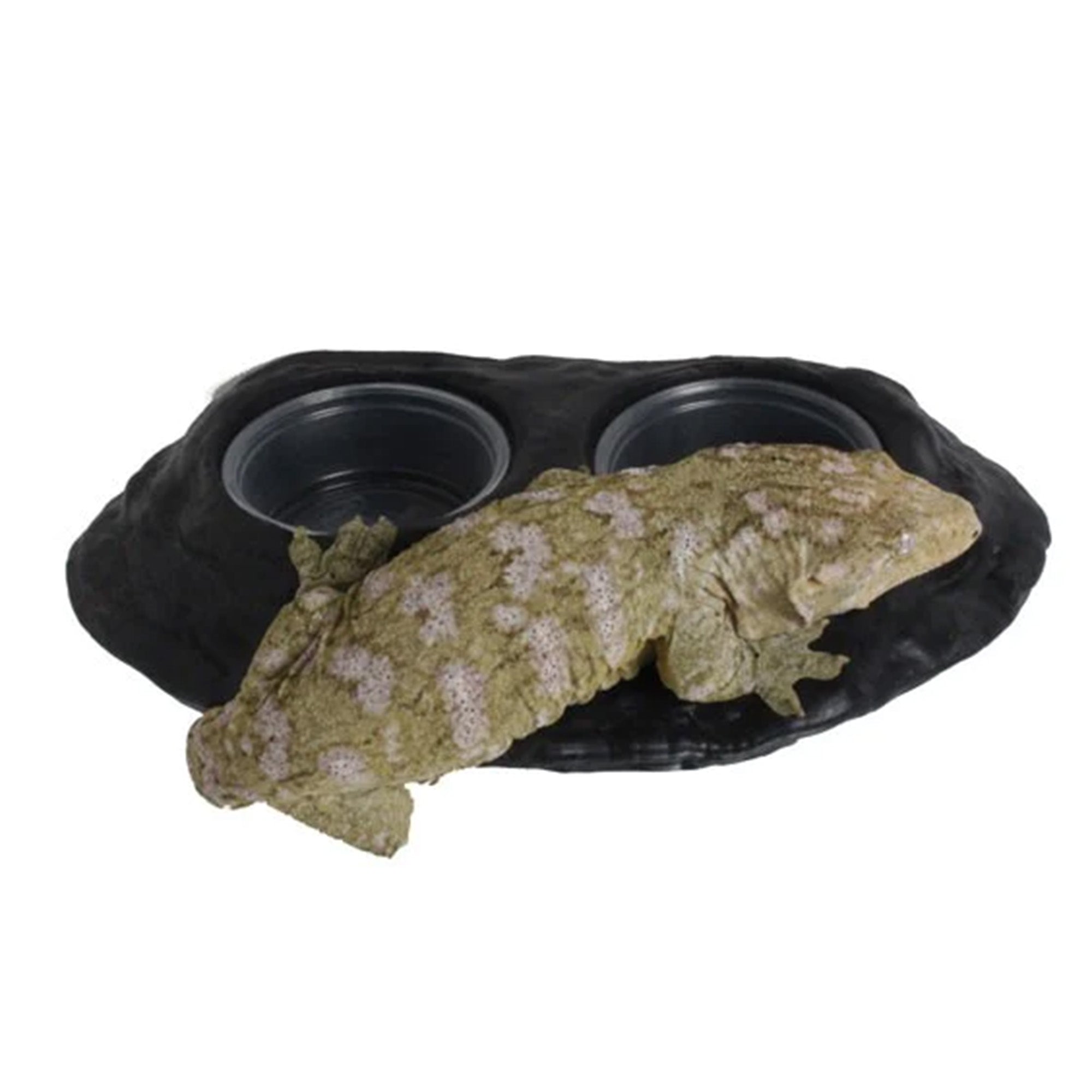 REPTI ZOO Magnetic Gecko Ledge Feeder- Mangeoire pour gecko aimantée