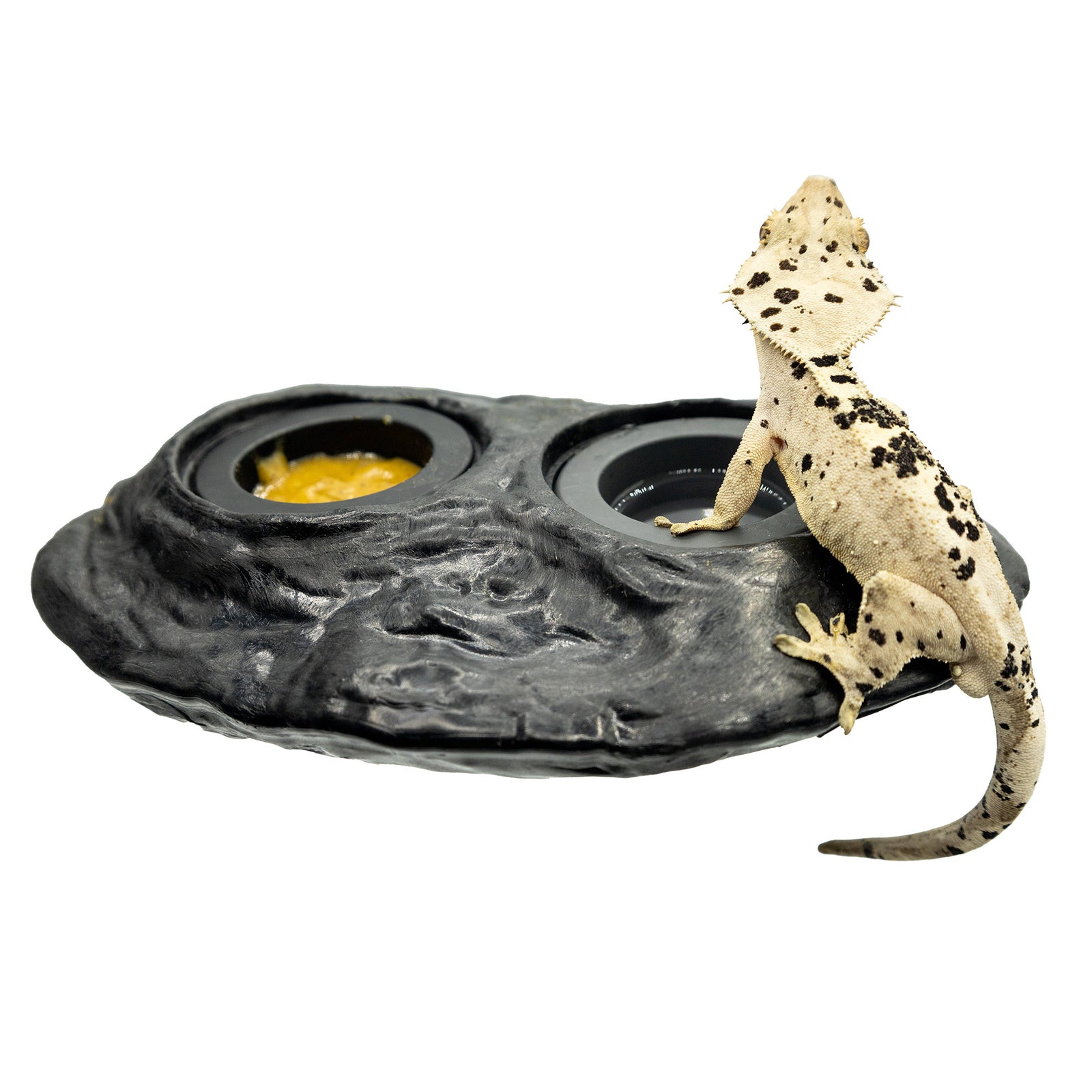 Crested gecko water dish hot sale