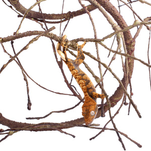 Pangea Ultimate Vine Brown - gecko climbing.