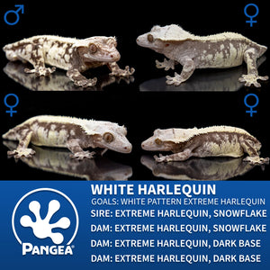 Male Extreme Harlequin Crested Gecko Cr-2755 breeder graphic