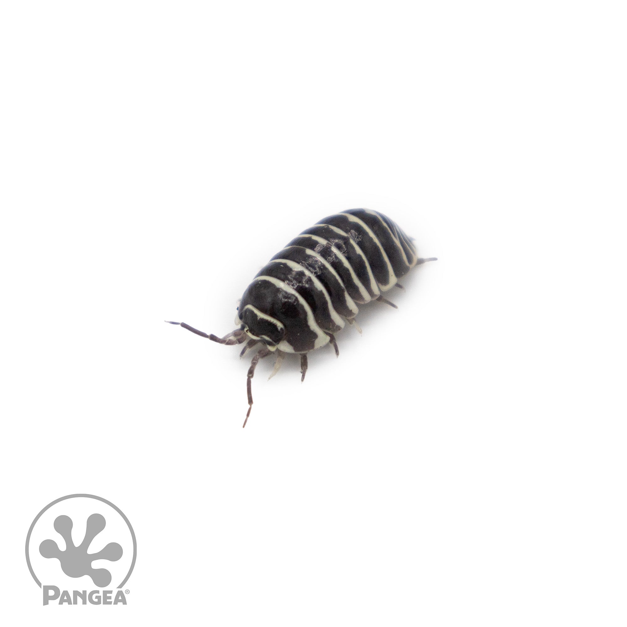 Armadillidium maculatum ‘Zebra’ Isopods