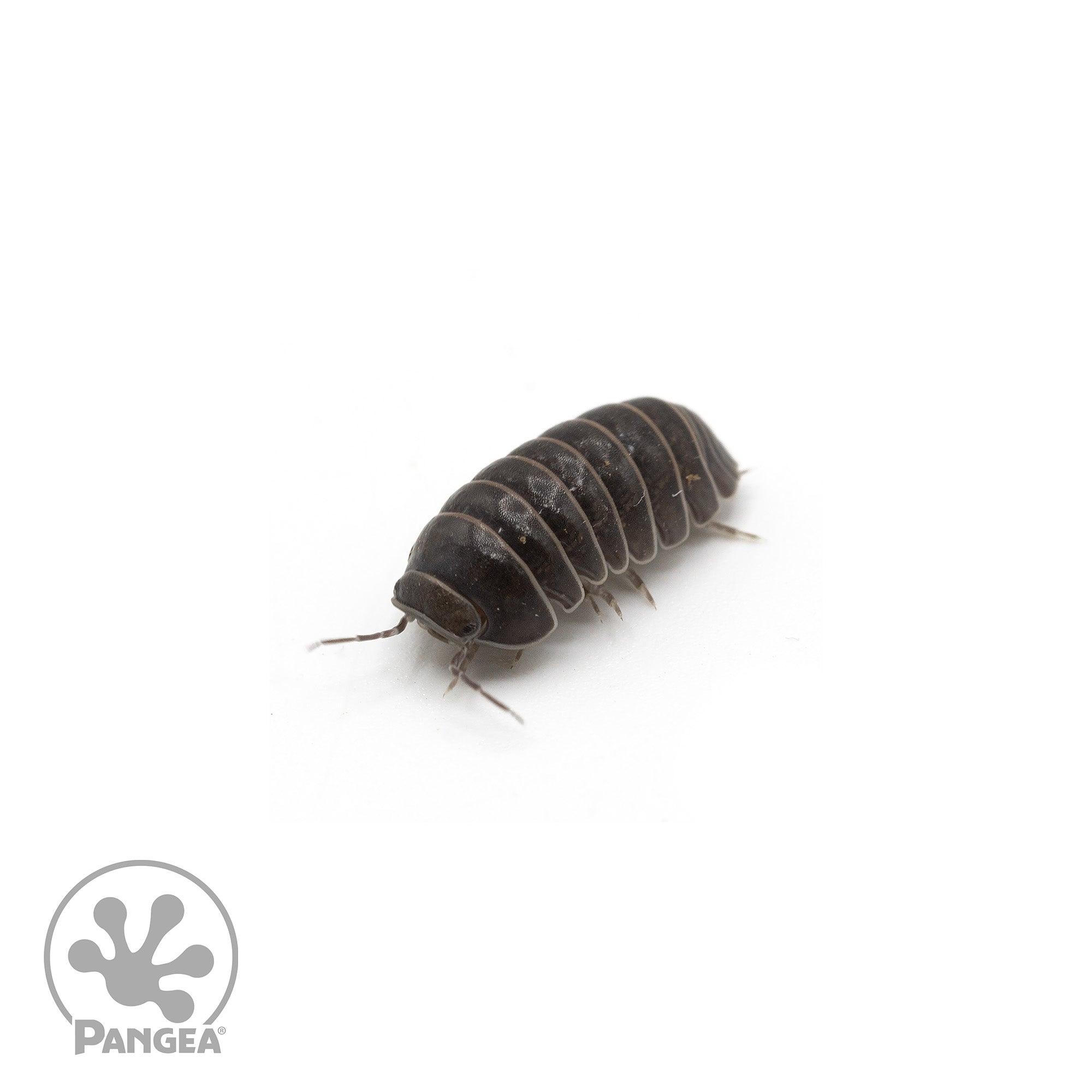 Armadillo officinalis 'Spanish Pill Bug' Isopods