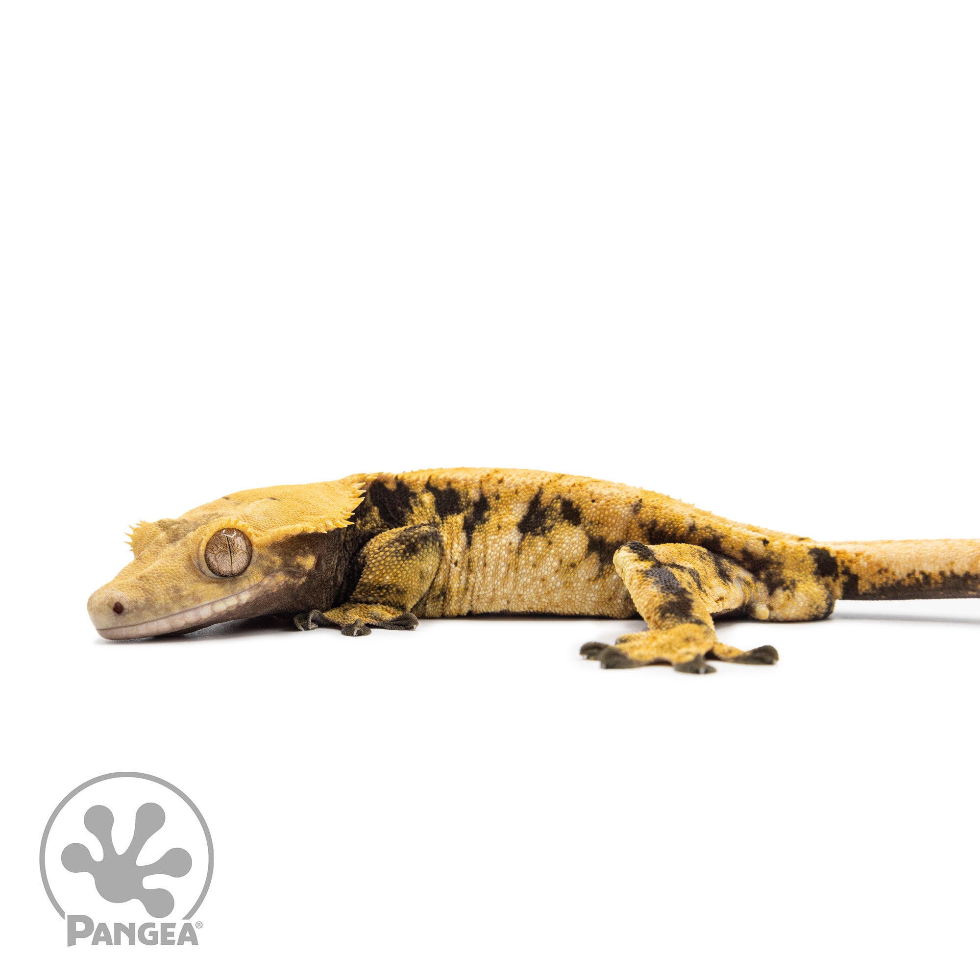 Male XXX Crested Gecko Cr-1310 facing left