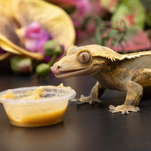 Crested gecko with tongue out enjoying Pangea gecko diet.