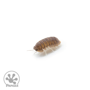 Cubaris murina 'Little Sea' Isopods