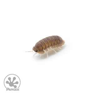 Cubaris murina 'Little Sea' Isopods