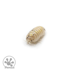 Armadillidium vulgare ‘Magic Potion’ Isopods