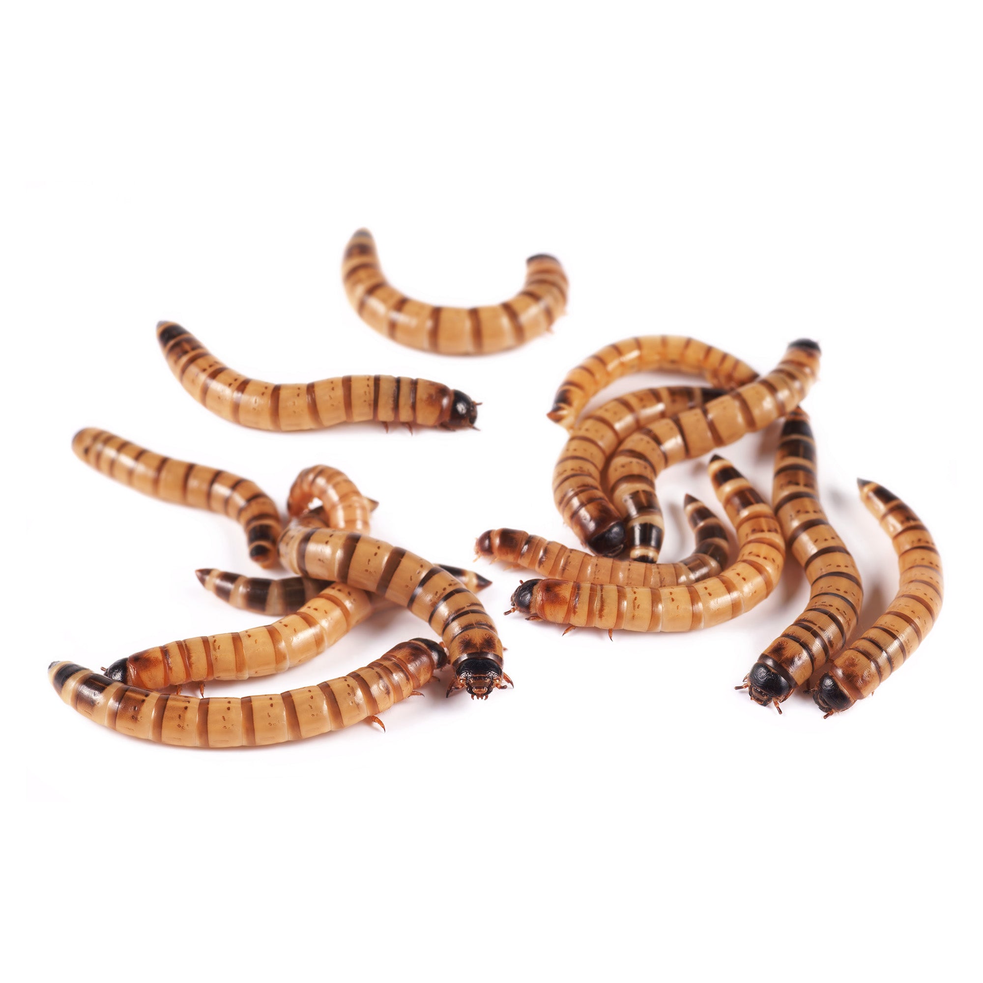 Kingworms (Giant Mealworms) - Super Cricket Farms