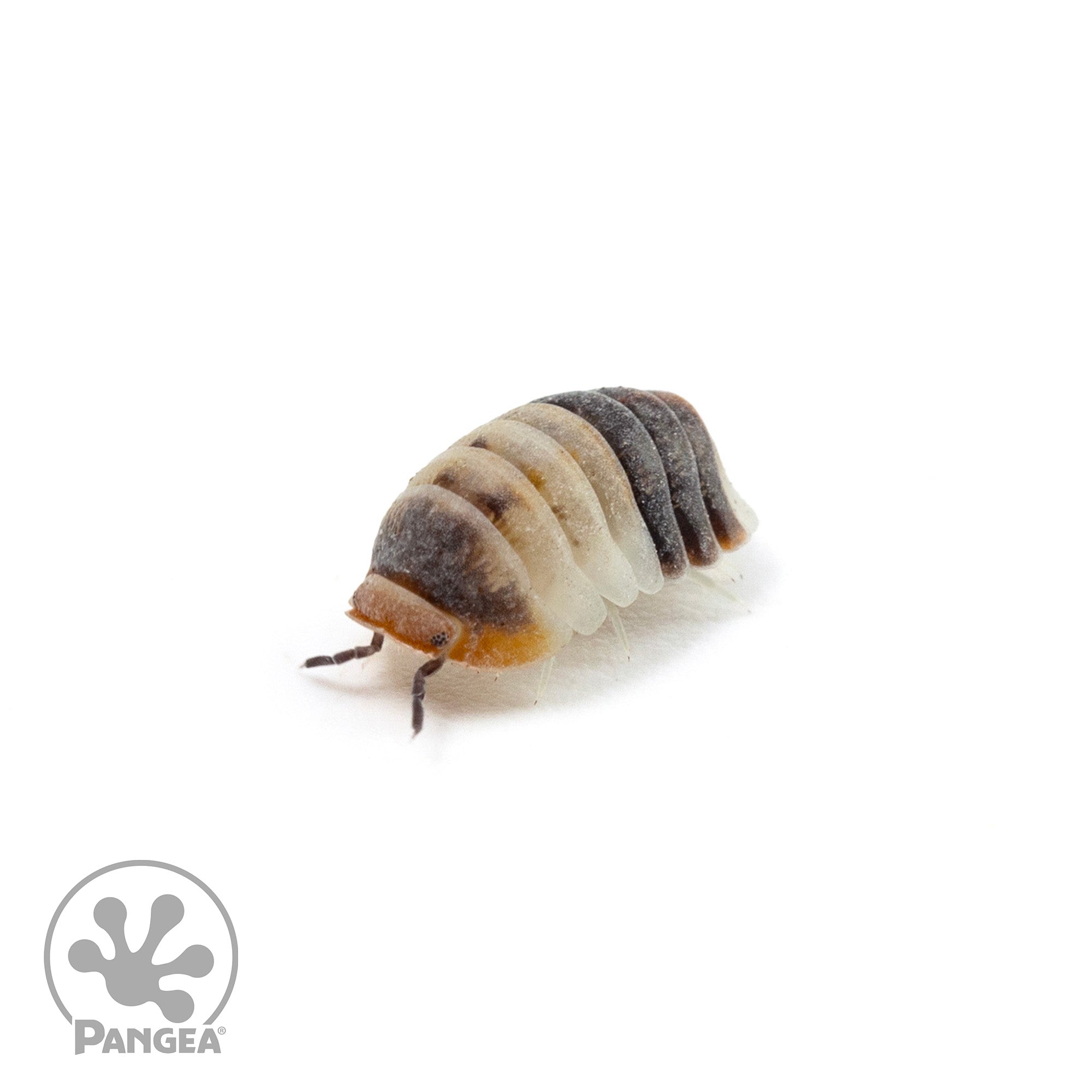 Cubaris sp. 'White Shark' Isopods - Pangea Reptile LLC