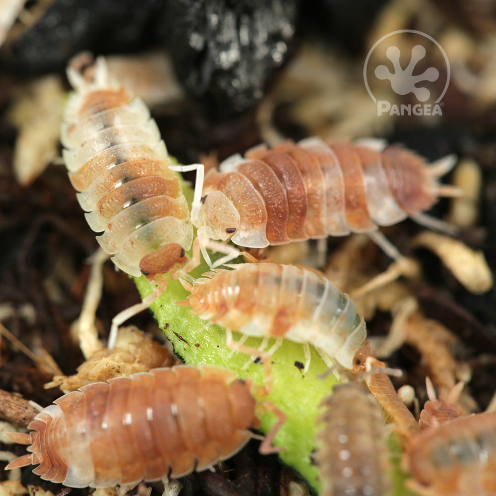 Porcellio scaber 'Koi Mix' Isopods - Pangea Reptile LLC