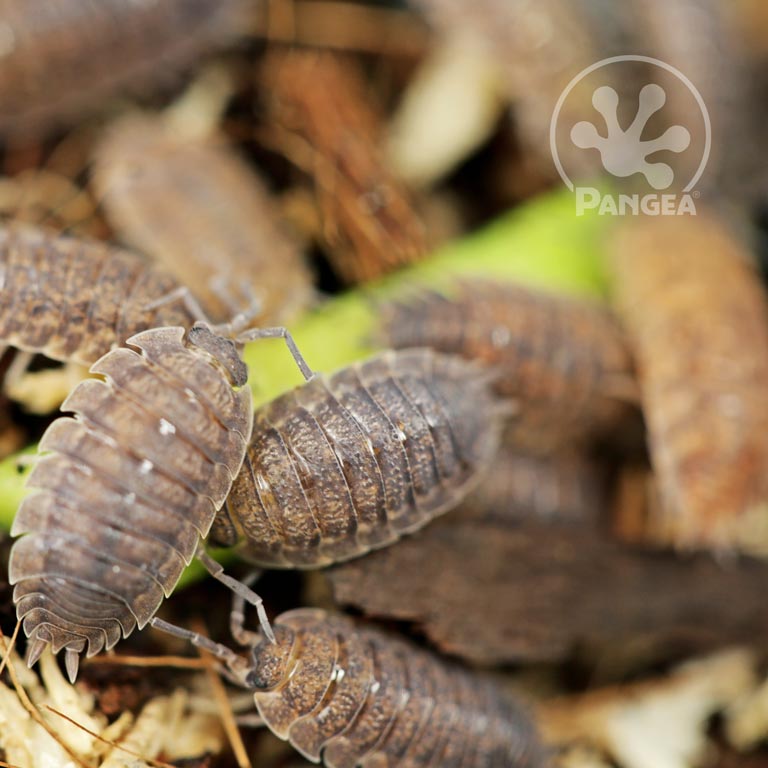 Crested Gecko Clean Up Crew, isopods and springtails