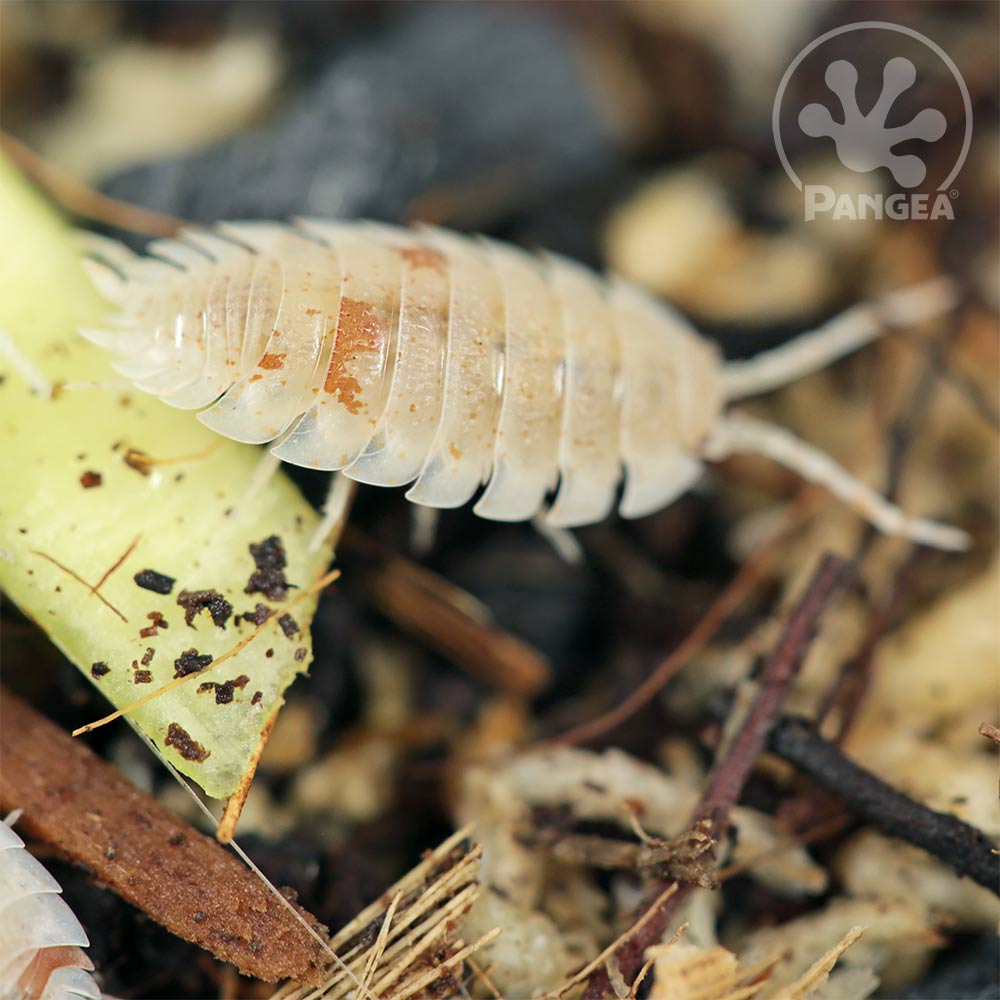 Isopod Terrarium Soil Mix - Live Isopod Soil Mixture / Organic Sterilized  Terrarium Soil