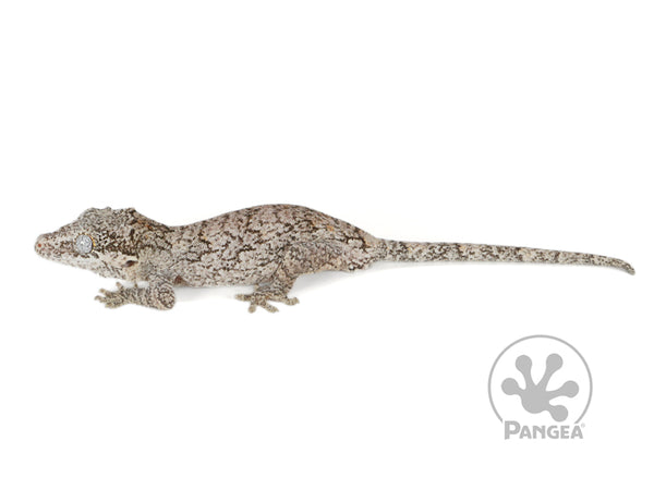 Juvenile Male Brown Reticulated Gargoyle Gecko, Pangea Reptile