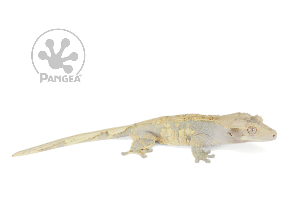 Gargoyle gecko hot sale petsmart