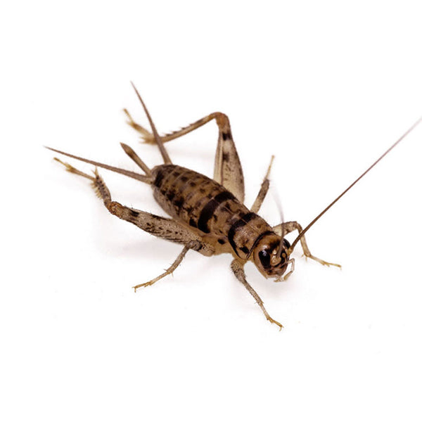 Buy Crickets Online Order Banded Crickets Online Pangea