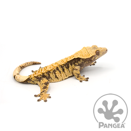 yellow crested gecko