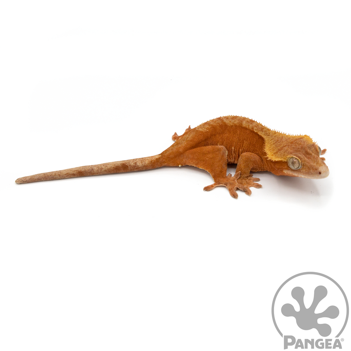 Female Red Phantom Crested Gecko | Pangea Reptile | Cr-1069 - Pangea ...