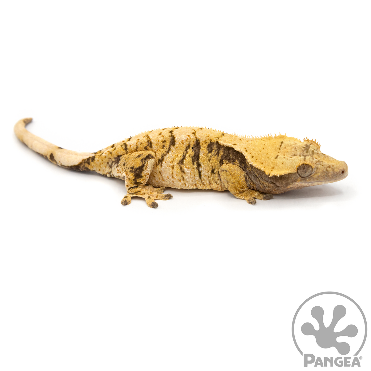 Female XXX Crested Gecko | Pangea Reptile | Cr-1071 - Pangea Reptile LLC