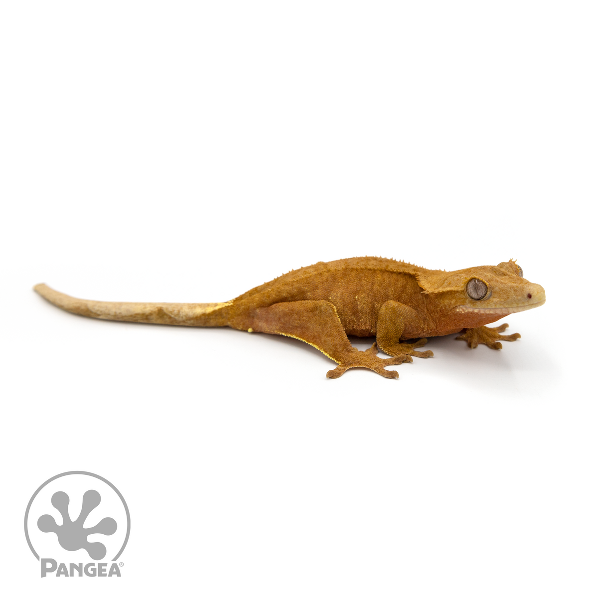 Female Orange Flame Crested Gecko | Pangea Reptile | Cr-1140 - Pangea ...