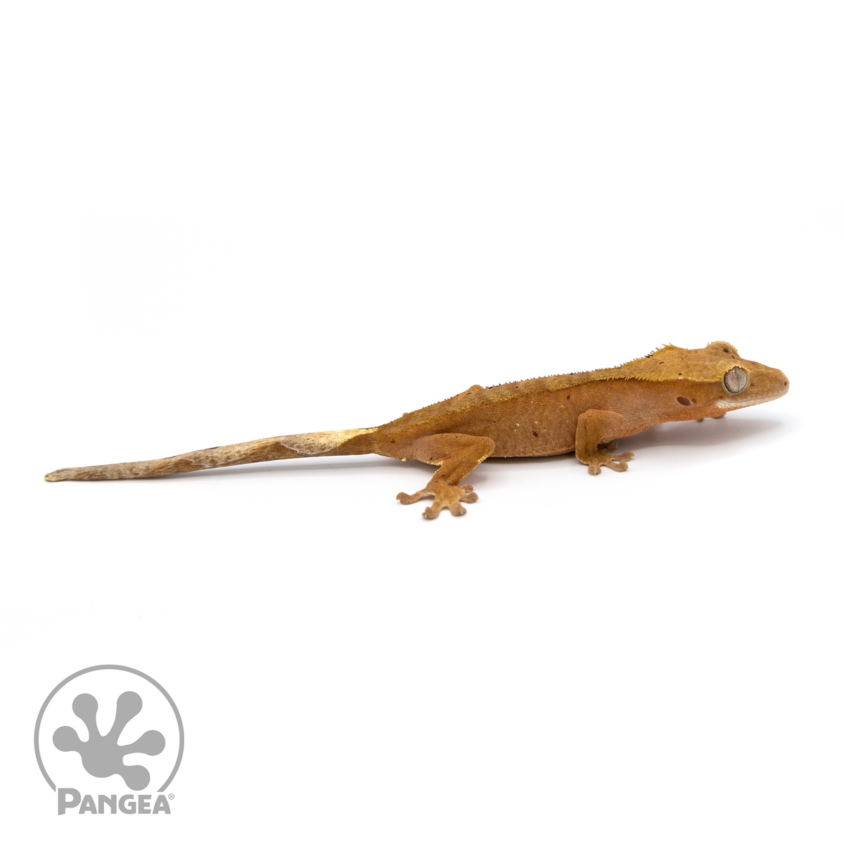 Female Red Flame Dalmatian Crested Gecko | Pangea Reptile | Cr-1156 ...