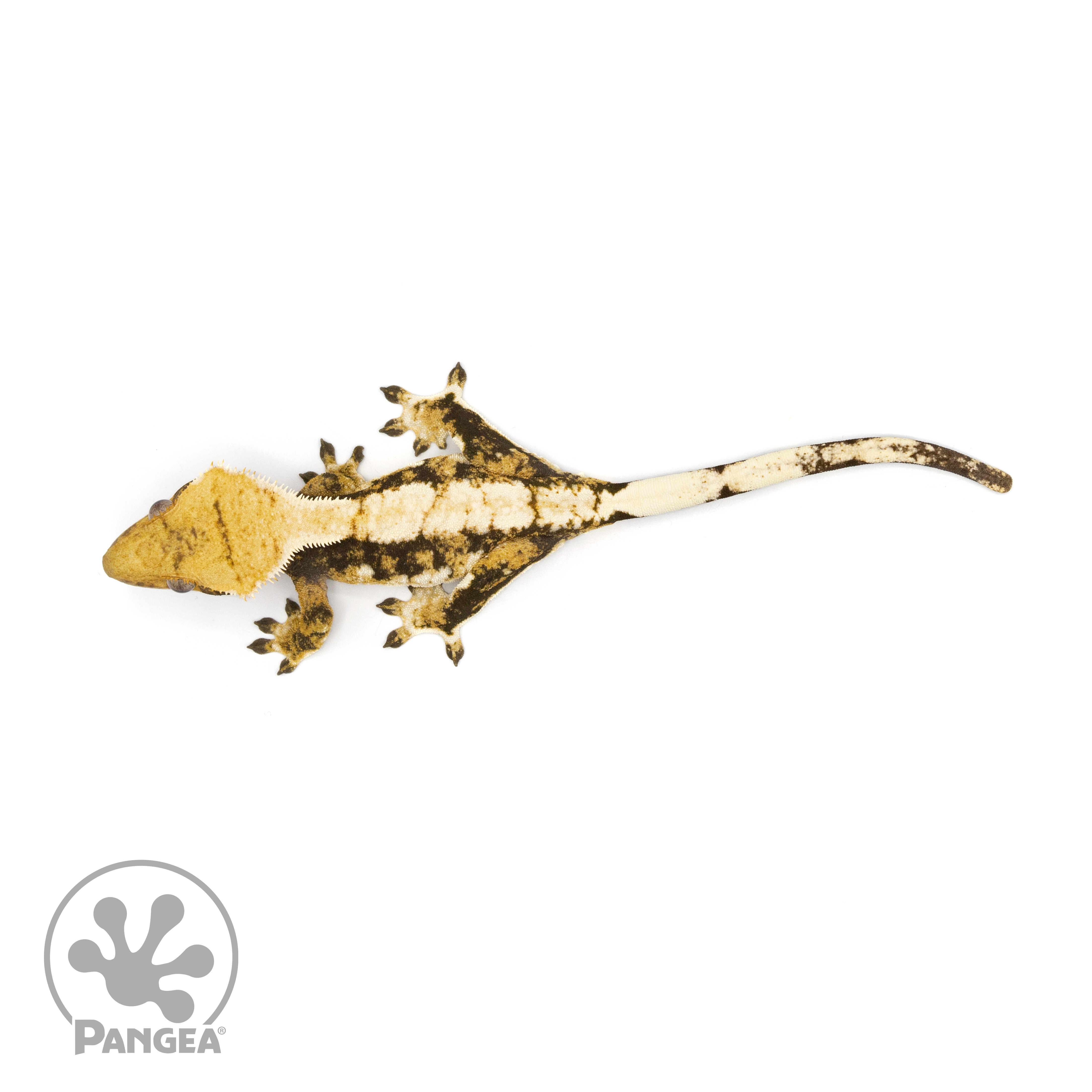 17+ Tri Color Crested Gecko