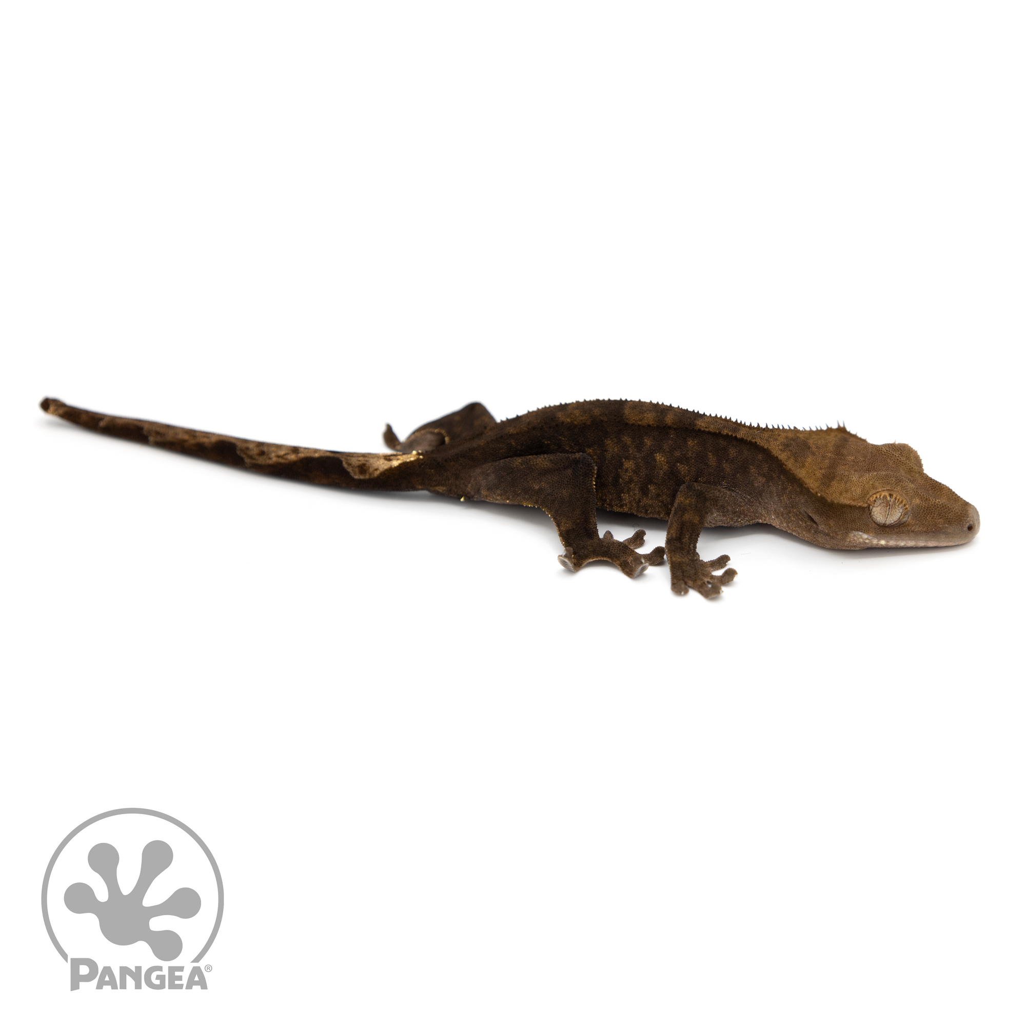 Male OG Noir Crested Gecko Cr-1182 looking right 